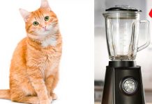 Chavalo nefasto: Madre sorprende a su hijo tratando de licuar a su gato Niño es sorprendido por su madre tratando de licuar a su gato