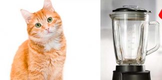 Niño es sorprendido por su madre tratando de licuar a su gato
