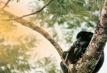 Unos 83 monos mueren por ola de calor en México