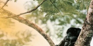 Unos 83 monos mueren por ola de calor en México