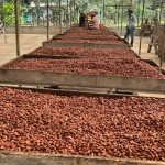 Foto:Producción de cacao con resultados satisfactorios/Cortesía