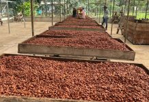 Producción de cacao con resultados satisfactorios en las exportaciones Foto:Producción de cacao con resultados satisfactorios/Cortesía