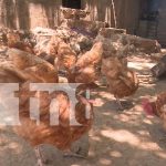 Técnicas agrícolas aportan al fortalecimiento de la producción de frutas, verduras y carne en Nagarote Compromiso con el desarrollo del sector agrícola en Nagarote