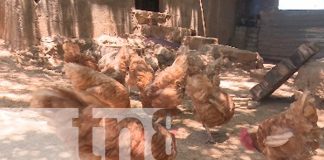 Compromiso con el desarrollo del sector agrícola en Nagarote
