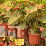 Vivero Torenias te ofrece el regalo ideal para el jardín de mamá Foto: Viveros Torenias