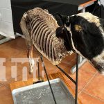 Feria de anatomía animal: Curiosa formación veterinaria para universitarios Foto: Formación veterinaria en universidades de Managua / TN8