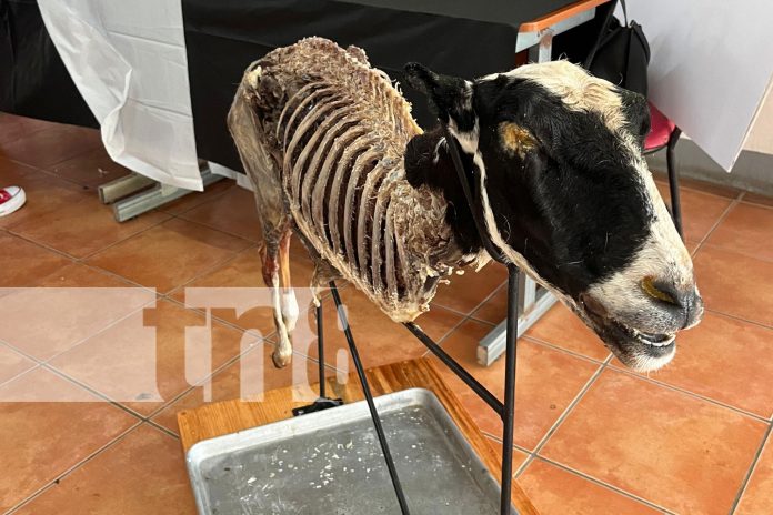 Foto: Formación veterinaria en universidades de Managua / TN8