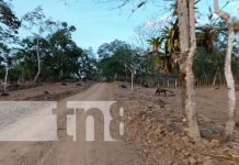 Alcaldía de La Libertad inauguró mejores caminos rurales productivos Foto: Mejores condiciones de caminos rurales en La LIbertad, Chontales / TN8