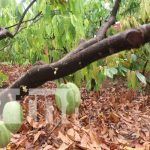 Cooperativa de cacao se fortalece con programa de gobierno en Rosita Foto: Cooperativa de cacao en Rosita, Caribe Norte / TN8