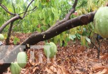 Cooperativa de cacao se fortalece con programa de gobierno en Rosita Foto: Cooperativa de cacao en Rosita, Caribe Norte / TN8