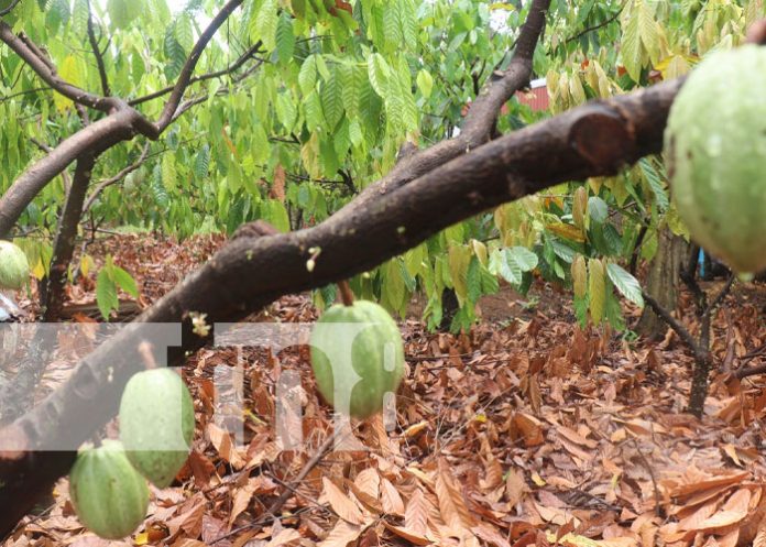 caca-3 Foto: Cooperativa de cacao en Rosita, Caribe Norte / TN8