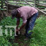 Productores con altas expectativas de cara al invierno en Masaya Foto: Buenas expectativas por lluvias en Masaya para los cultivos / TN8