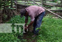 Foto: Buenas expectativas por lluvias en Masaya para los cultivos / TN8