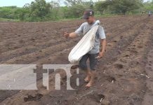 Cultivo de yuca y frutas exóticas, un éxito en Nandaime y Diriomo Foto: Buenos cultivos en tierras de Nandaime y Diriomo / TN8