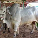 Nicaragua lista para inaugurar la «Feria Ganadera Managua 2024» este 6 de agosto Foto: Entrevista sobre Feria Ganadera Juigalpa 2024