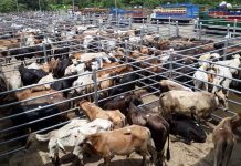 Foto: Entrevista sobre Feria Ganadera Juigalpa 2024