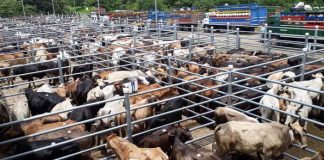 Foto: Entrevista sobre Feria Ganadera Juigalpa 2024
