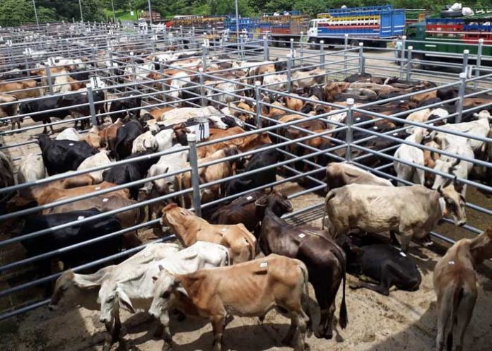 Foto: Entrevista sobre Feria Ganadera Juigalpa 2024 Foto: Entrevista sobre Feria Ganadera Juigalpa 2024