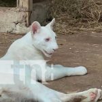 ¡Ternurita! La puma blanca Itzae cada día más juguetona, sana y fuerte Foto: Itzae, una puma blanca en el zoológico de Juigalpa / TN8