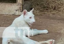 Foto: Itzae, una puma blanca en el zoológico de Juigalpa / TN8
