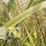 MAG realizó encuentro con pequeños productores de Nandaime Foto: Capacitación del MAG con productores de Nandaime / TN8