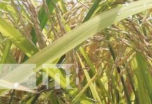 MAG realizó encuentro con pequeños productores de Nandaime Foto: Capacitación del MAG con productores de Nandaime / TN8