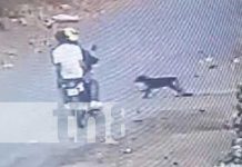 Foto: Accidente con un perro en la Isla de Ometepe / TN8