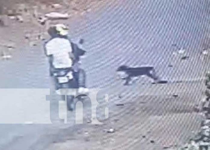Foto: Accidente con un perro en la Isla de Ometepe / TN8