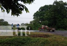 Capturan a destazador de caballos en Sabana Grande Foto: Encuentran restos de caballos/TN8
