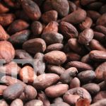 Productores locales comparten procesos de cultivo y producción del cacao Foto: Productores locales comparten procesos de cultivo y producción del cacao/ TN8