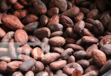 Foto: Productores locales comparten procesos de cultivo y producción del cacao/ TN8