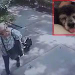 Indignante: Desalmada mujer robó, mató y enterró a la perrita de sus vecinos Robó, mató y enterró a la perrita de sus vecinos