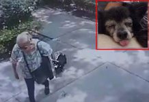 Indignante: Desalmada mujer robó, mató y enterró a la perrita de sus vecinos Robó, mató y enterró a la perrita de sus vecinos