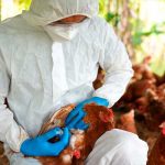 Confirman la primera muerte humana por gripe aviar y se dio México Foto: Confirman la primera muerte humana por gripe aviar y se dio México/ C