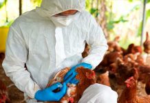 Confirman la primera muerte humana por gripe aviar y se dio México Foto: Confirman la primera muerte humana por gripe aviar y se dio México/ C