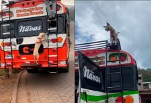 «Y no se las da»: Firulais, el perrito más famoso de Matagalpa