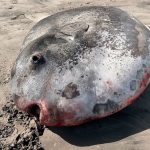 Foto: Increíble pez luna /cortesía