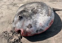 Hallan increíble pez luna de 2,2 metros en una playa de Estados Unidos Foto: Increíble pez luna /cortesía
