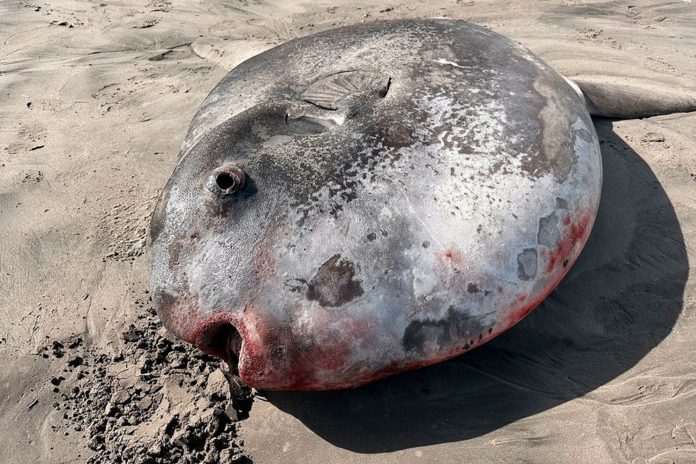 Foto: Increíble pez luna /cortesía Foto: Increíble pez luna /cortesía