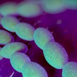 Foto: Bacteria carnívora en Japón /cortesía