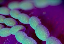 Potente brote de «bacteria carnívora» arrasa en Japón Foto: Bacteria carnívora en Japón /cortesía