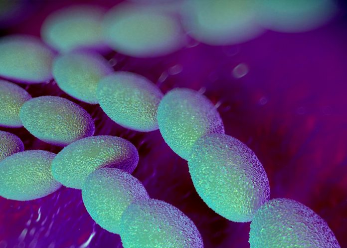 Foto: Bacteria carnívora en Japón /cortesía Foto: Bacteria carnívora en Japón /cortesía