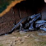 Venezuela trabaja para sacar del «peligro de extinción» a estos reptiles Foto: Venezuela busca proteger la fauna /cortesía