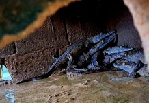Venezuela trabaja para sacar del «peligro de extinción» a estos reptiles Foto: Venezuela busca proteger la fauna /cortesía