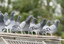 Les romperán el cuello: Ciudad de Alemania decide acabar con las «palomitas» Una ciudad de Alemania decide exterminar a sus palomas
