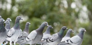 Una ciudad de Alemania decide exterminar a sus palomas