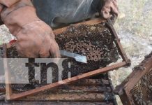 Apicultores de Diriomo ven crecimiento gracias a programas gubernamentales Apicultores de Diriomo ven crecimiento gracias a programas gubernamentales