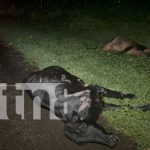 Impactante accidente en Acoyapa, Chontales, deja 13 semovientes muertos Foto: Impactante accidente en Acoyapa, Chontales, deja 13 semovientes muertos/TN8