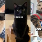 Foto: El trend de TikTok que le dio la vuelta al mundo /cortesía