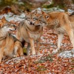 Manada de lobos atacan a una mujer en un zoológico de Francia Lobos atacan a una mujer en un zoológico de Francia